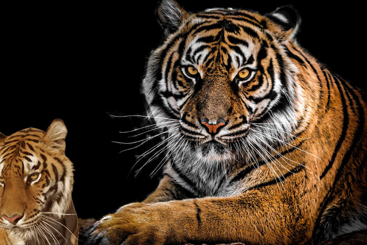 svetski dan tigra