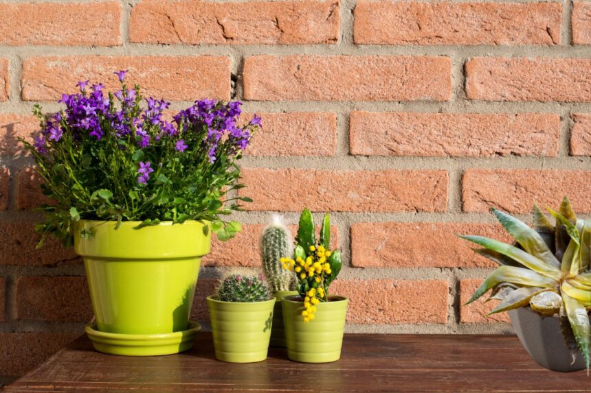 izbacite osušene biljke